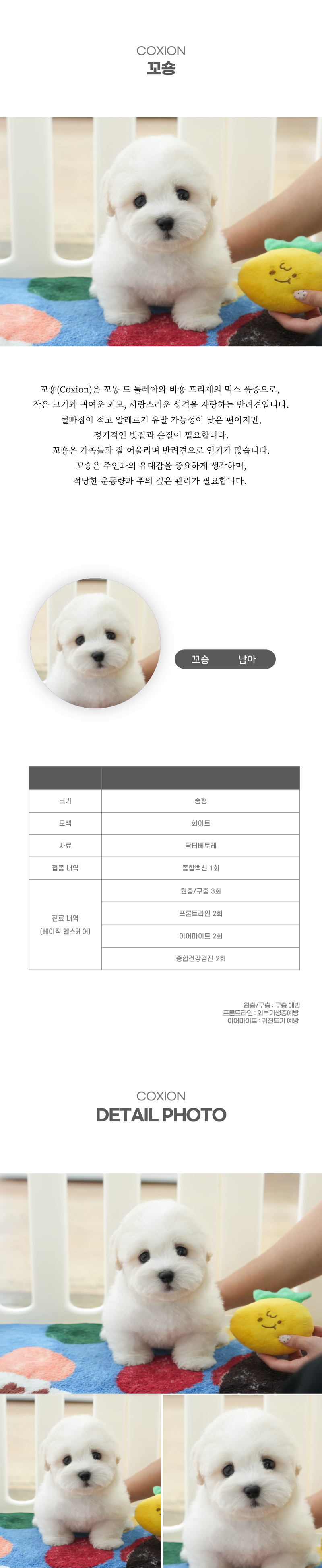 꼬숑_상세이미지_2